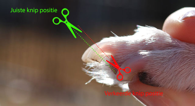 Alles over de hond - Blog over vrolijke viervoeters