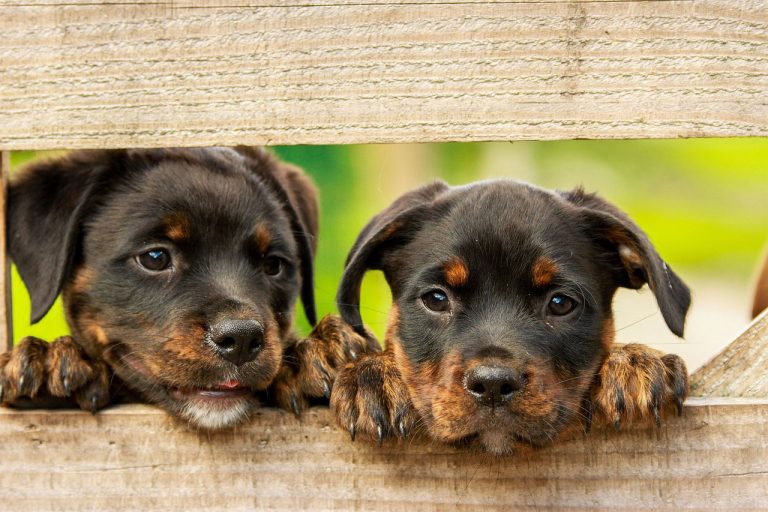 Een hond adopteren of toch puppy's