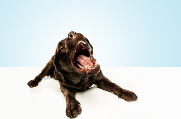 wat is de reden dat honden blaffen?