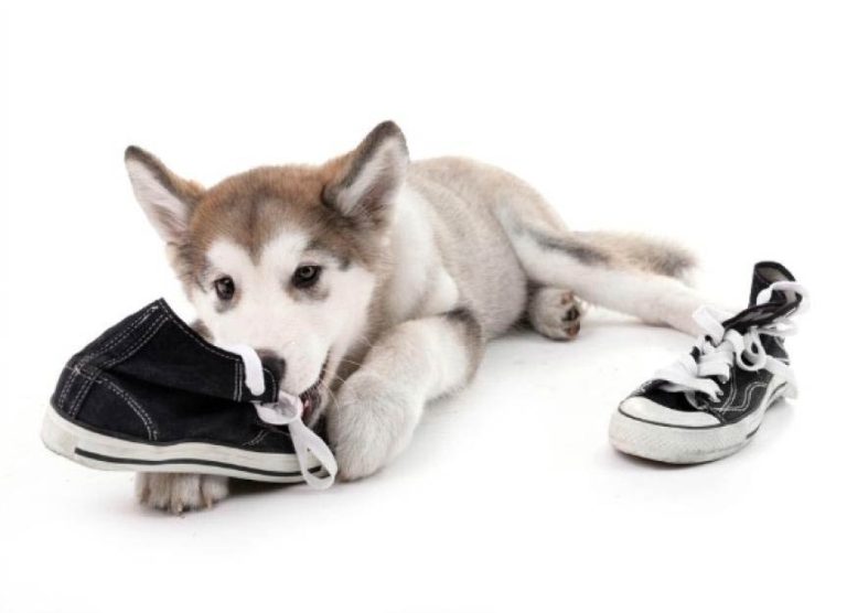 bijtgrage hond