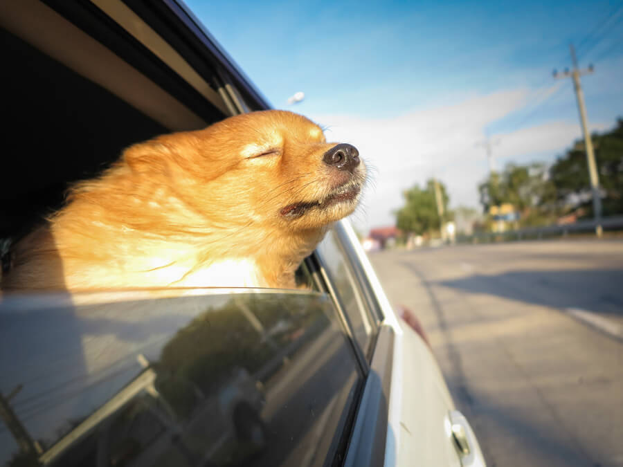autorit met uw hond open ramen