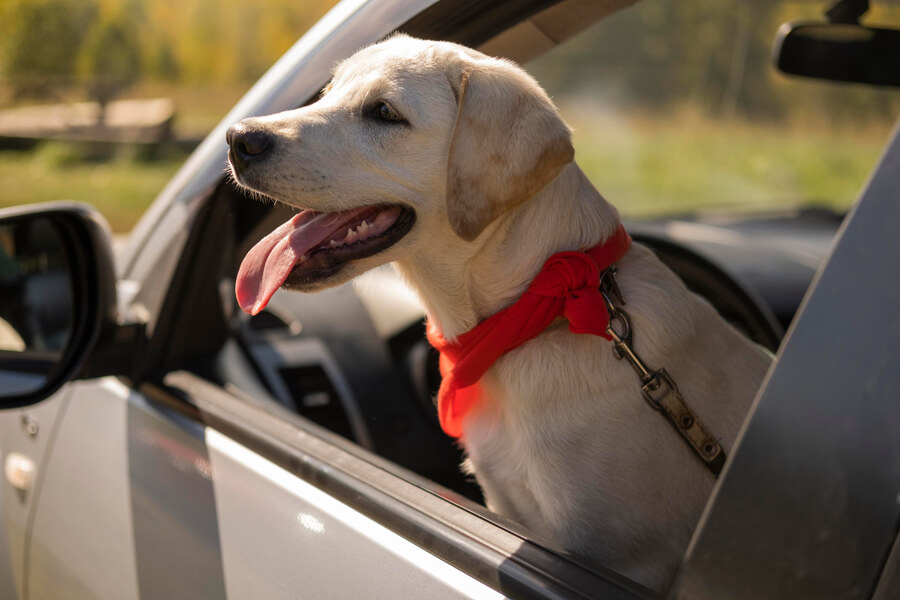 autorit met uw hond labrador