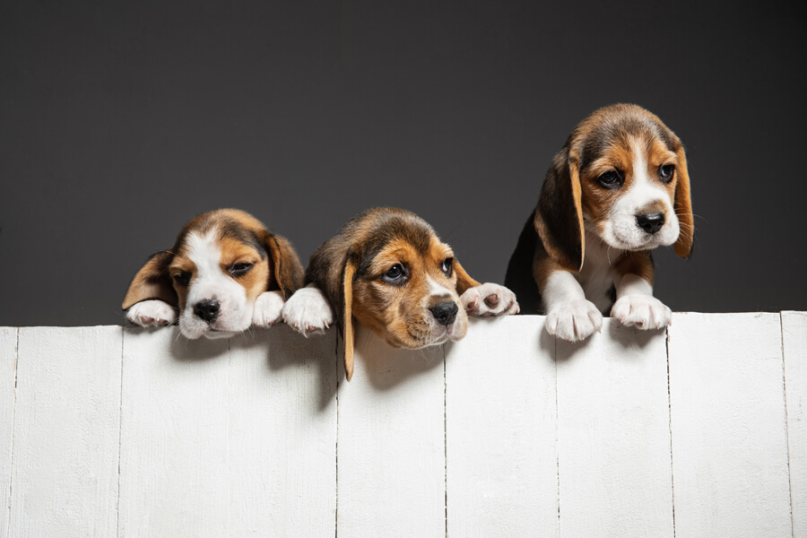 Fase van pups beagels