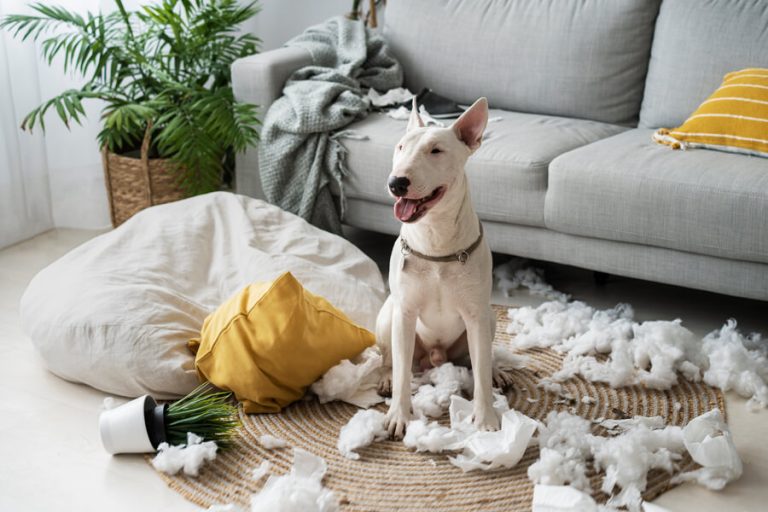 Hond alleen thuislaten oh oh oeps