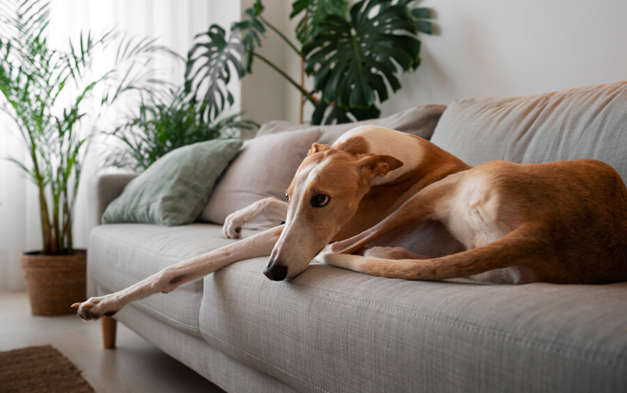 hond alleen thuislaten ongemakkelijk