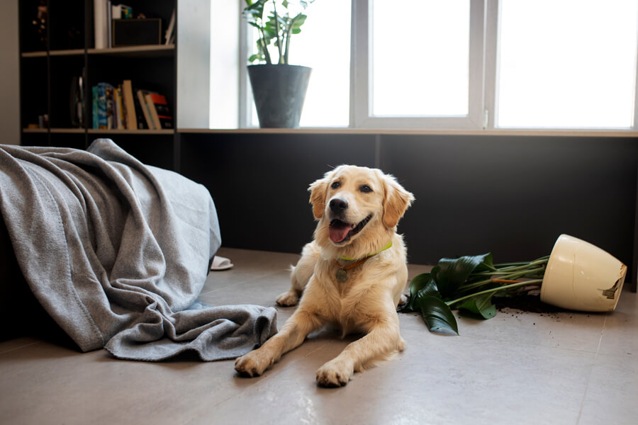 hond alleen thuislaten troep
