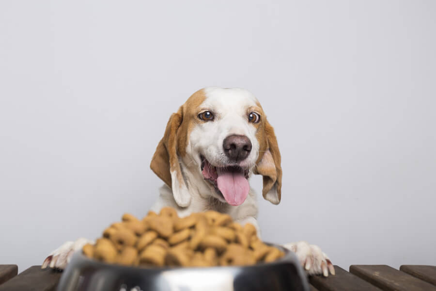 Hondenbrokken beagle scheel