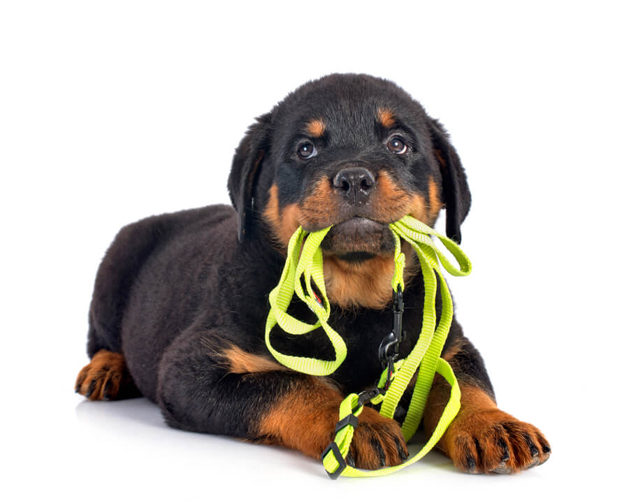 Vlooienband voor je puppy rotti