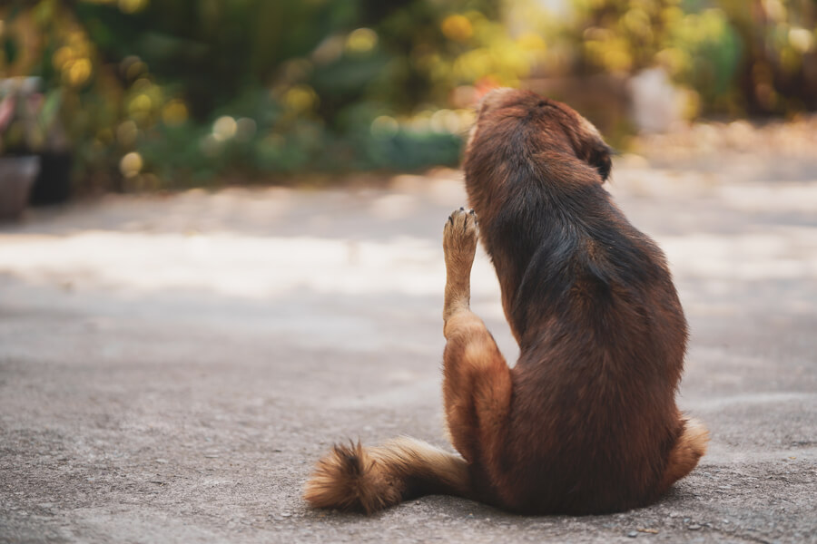Vlooienband Thai dog