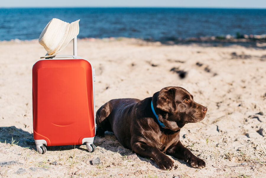 Hond op vakanrtie labrador