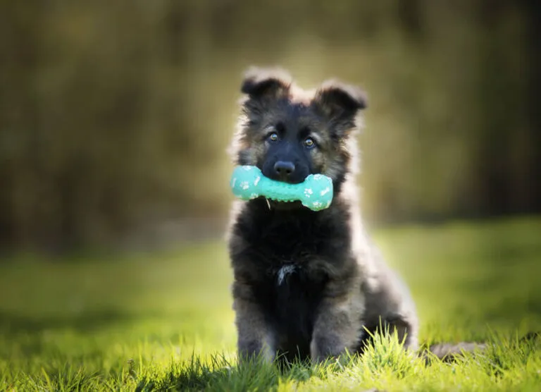 Apporteren pup